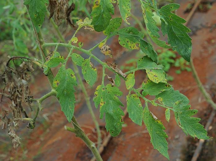Plusieurs petites taches brunes  et nécrotiques recouvrent partiellement ces folioles de tomate entraînant localement leur jaunissement.
<i>Corynespora cassiicola</i> (corynesporiose)