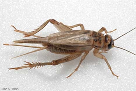 Femelle du grillon domestique, <b><i>Acheta domesticus</i></b>.