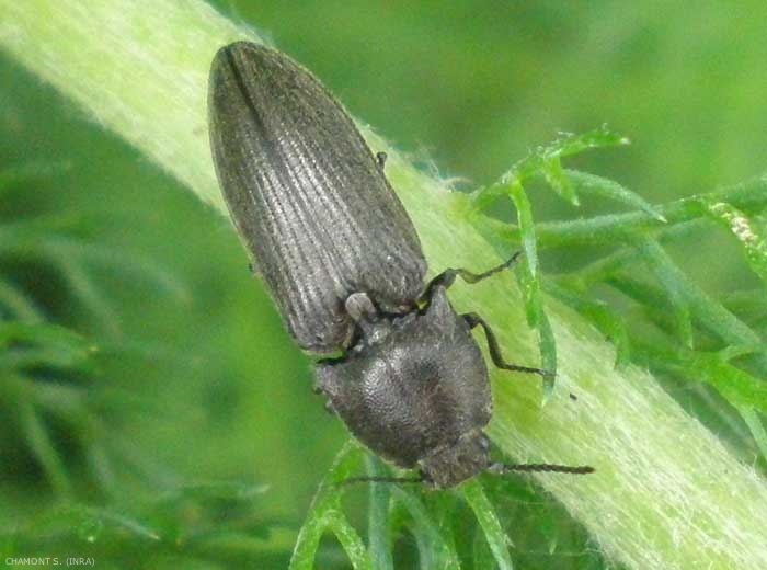 <i>Agriotes</i> sp. sur adventice en lisière de champ. <b>Taupin</b> (click beetle)