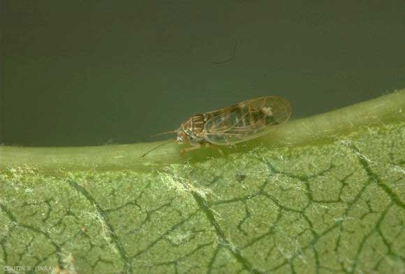 Adulte de <i>Cacopsylla pyri</i> s'alimentant sur la nervure d'une feuille de poirier.
