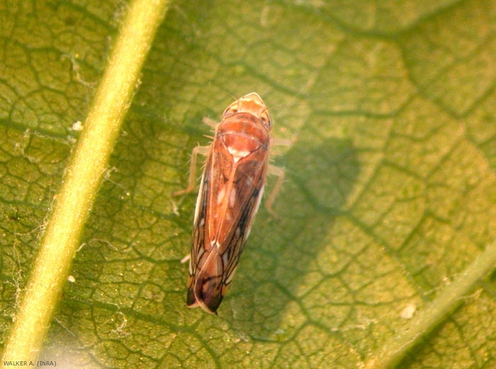 <i>Scaphoideus titanus</i> adulte. Le corps est brun ocre tacheté de brun sombre. <b>Cicadelle de la vigne</b> (vine leafhopper)