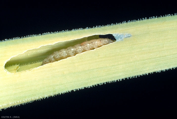 Galerie de chenille <i>Acrolepiopsis assectella</i> creusée dans une feuille centrale ; les rejets d'excréments sont humides. <b>Teigne du poireau</b> (leek moth)