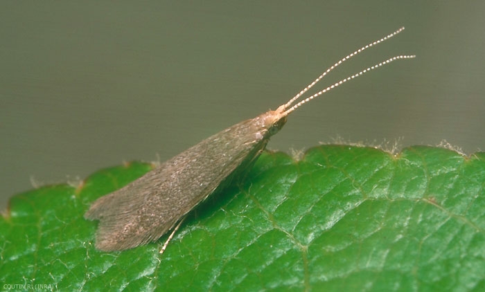 Coléophore adulte <i>Coleophora hemerobiella</i>. Ce papillon présente des ailes gris-brun se terminant en pointe. <b>Coléophore des arbres fruitiers</b> (fruit tree case moth)