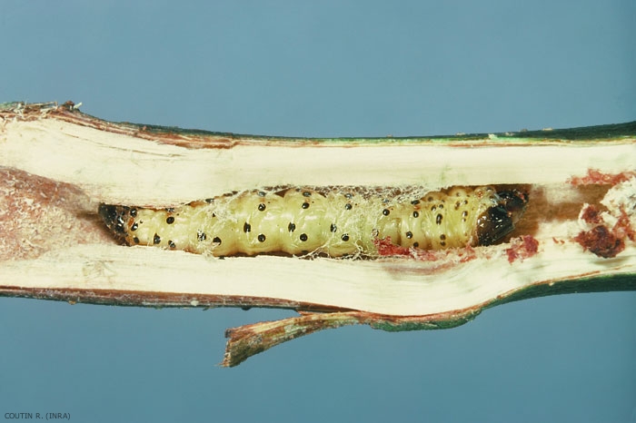 Chenille <i>Zeuzera pyrina</i>, le rameau a été ouvert longitudinalement pour montrer la galerie axiale et la larve. La larve est jaune vif avec des points noirs sur chaque segment. <b>Zeuzère</b> (leopard moth)