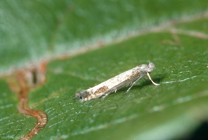 Papillon <i>Lyonetia clerkella</i> au repos sur feuille de pommier. Les ailes sont blanches, bordées de longues soies. <b>Mineuse des feuilles d'arbres fruitiers</b> (apple leaf miner) 