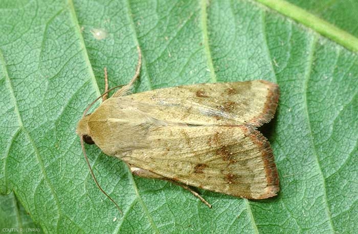 Papillon <i>Helicoverpa armigera</i>. La couleur du papillon est jaunâtre, avec sur la partie distale une bande plus foncée. <b>Noctuelle de la tomate</b> (tomato fruitworm)