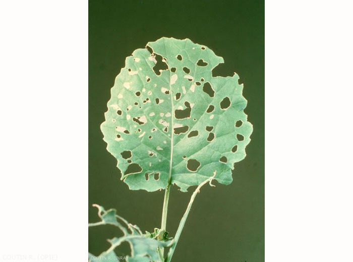 Dégâts sur chou de <i>Plutella xylostella</i> ; on aperçoit les régions décapées par les jeunes larves et les parties entièrement consommées par les larves plus âgées. <b>Teigne des crucifères</b> (diamond-back moth)