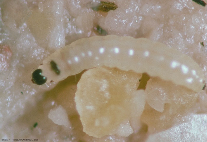Chenille jeune de <i>Homoeosoma nebulella</i> sur capitule de tournesol. Son corps est grisâtre. <b>Pyrale du tournesol</b> (sunflower moth)