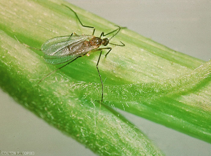 Femelle de <i>Contarinia lentis</i> au repos. <b>Cécidomyie des fleurs de lentille</b> (lentil flower midge)