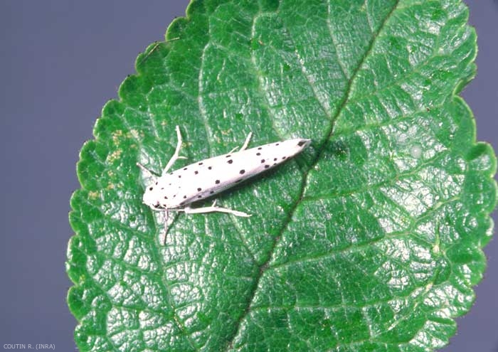 Papillon <i>Yponomeuta malinellus</i> sur feuille de pommier. Les ailes antérieures sont blanches et tachetées de points noirs. <b>Hyponomeute du pommier</b> (apple small ermine moth)