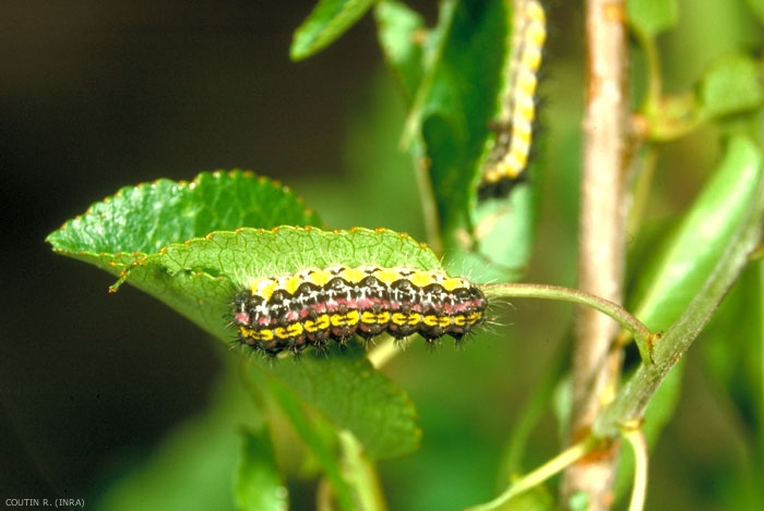 Chenille de <i>Aglaope infausta</i> sur une feuille de pommier. Elle présente une bande jaune avec des points noirs le long du dos. <b>Zygène de l'amandier</b (almond-tree leaf skeletonizer moth) 