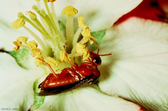 Adulte <i>Hoplocampa testudinea</i> butinant le pollen d'une fleur de pommier ; l'ovipositeur est visible. <b>Hoplocampe du pommier</b> (apple sawfly)
