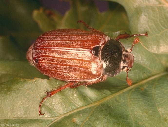 Adulte femelle de <i>Melolontha melolontha</i>. On observe un abdomen noir, un pygidium allongé et aplati, des antennes moins longues que chez le mâle. <b>Hanneton commun</b> (common cockchafer)