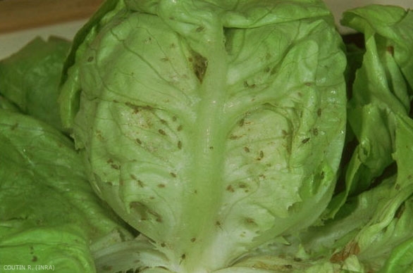 Dégâts sur laitue dus à <i>Nasonovia ribisnigri</i>, la plante est totalement envahie. <b>Puceron de la laitue </b>(lettuce aphid)