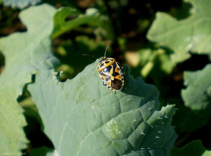 <i>Eurydema ornata</i> adulte. La couleur est variable, allant du rouge au jaune en passant par l'orangé avec des zones blanches, les taches étant caractéristiques et toujours noires. <b>Punaise rouge du chou</b> (red cabbage bug)