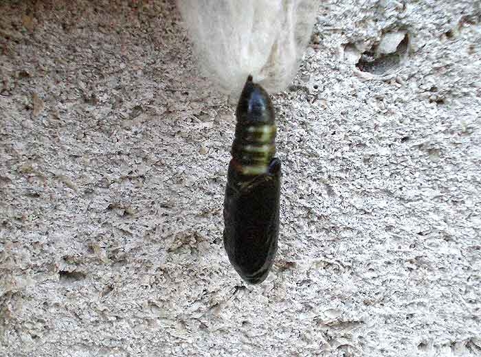 Nymphe ou chrysalide de <i>Autographa gamma</i>. De couleur verte et noire, elle est reliée au cocon soyeux qui normalement la protège. <b>Noctuelle gamma</b> (silver Y moth)
