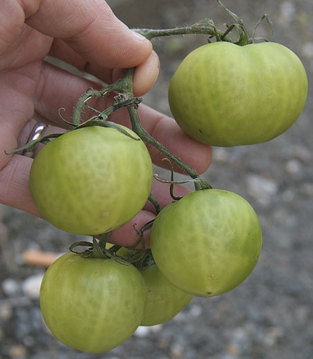 Sur les plantes affectées par  <b><i>Clavibacter michiganensis</i> subsp. <i>michiganensis</i></b> certains fruits peuvent être veinés. (chancre bactérien, bacterial canker)