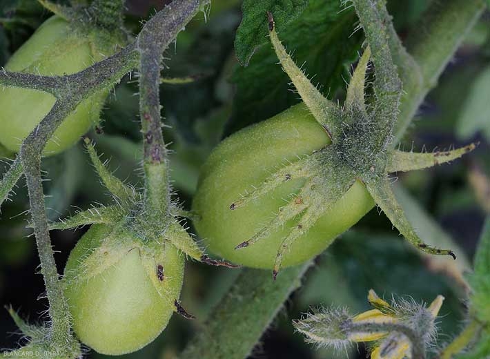 Quelques petites taches brunes à noir  parsèment les sépales de ces deux fruits verts de tomate. <b><i>Xanthomonas campestris</i> pv. <i>vesicatoria</i></b> (gale bactérienne, bacterial spot)