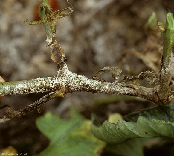 Rhizoctonia6