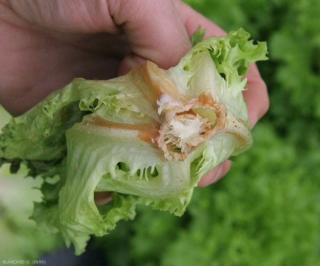 Collet de salade entièrement pourri par <b><i>Sclerotinia sclerotiorum</i></b>. (sclérotiniose, <i>Sclerotinia</i> drop)