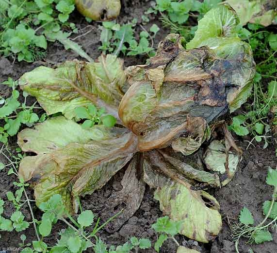 Cette salade a subi des températures bien inférieures à 0°C. En dégelant, elle montre un port flasque et des feuilles donnant l'apparence d'avoir été ébouillantées. <b>Dégâts dus au gel</b>