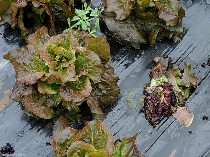 Une attaque au collet d'une larve de <b>ver gris</b> a entraîné le flétrissement de cette jeune salade. Agrotis sp.