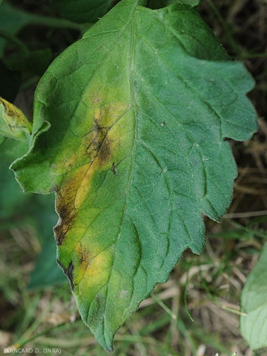 Jaunissement unilatéral du limbe : stade 3. <b><i>Verticillium dalhiae</i></b> (verticilliose, <i>Verticillium</i> wilt)