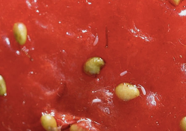 OEufs de Drosophila suzukii.
© Hannah Burrack, North Carolina State University, Bugwood.org