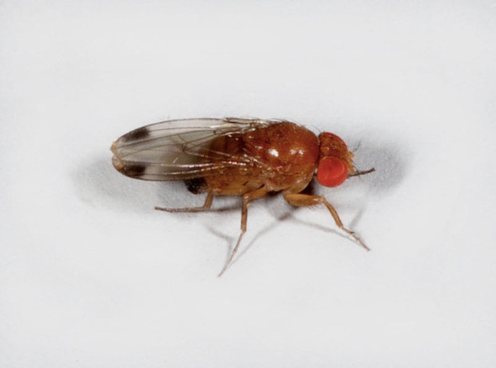 Drosophila suzukii mâle (Californie).
© Martin Hauser Phycus, Licence CC BY 3.0.