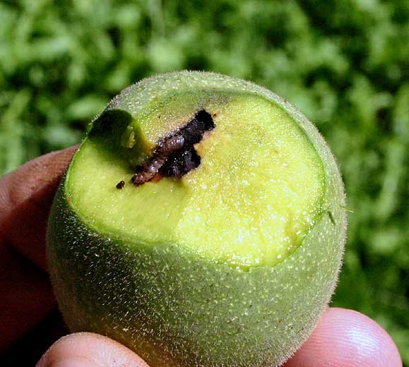 Chenille dévorant un fruit
© F. Marque / UPJ