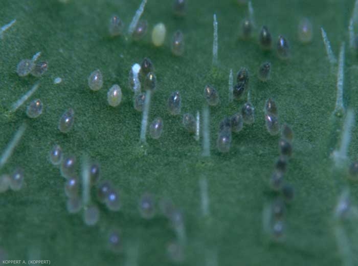 Oeufs de <i>Trialeurodes vaporariorum</i>.