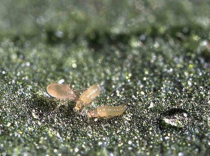 <i><b>Amblyseius swirskii</b></i> s'attaquant à deux thrips.