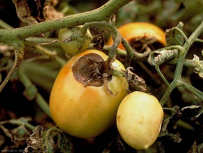 Sépales nécrosés, taches concaves déprimées situées au niveau de l’attache pédonculaire du fruit, portant une moisissure noire.
© INRA