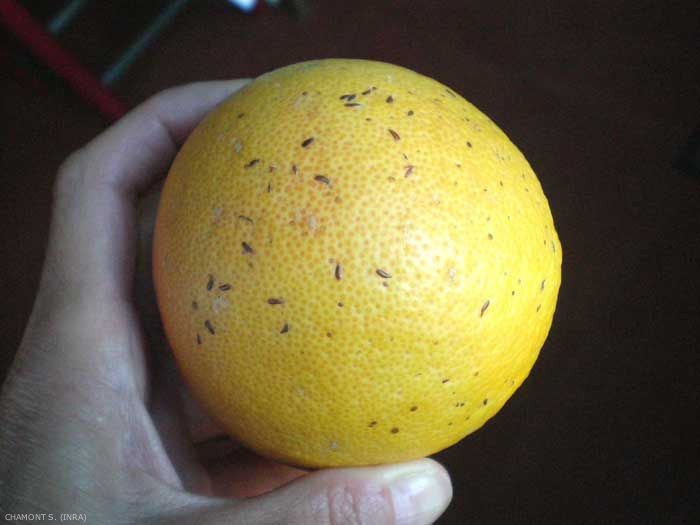 <i>Lepidosaphes beckii</i> sur pamplemousse. <b>Cochenille virgule des citrus</b> (citrus mussel scale)