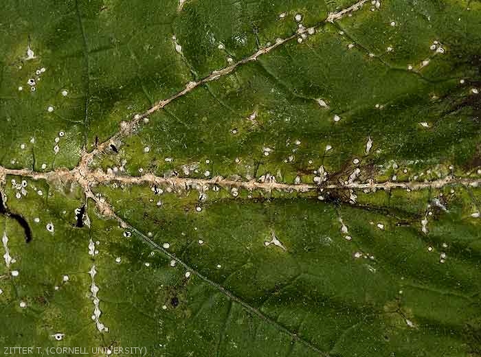 De nombreuses petites lésions blanches, de forme allongée à losangique, se sont développées sur le limbe et les nervures de cette feuille. <b><i>Monographella cucumerina</b></i>
 