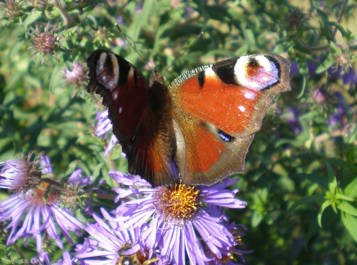 <i>Aglais io</i> (Linnaeus 1758) appartient à la famille des Nymphalidae. <b>Paon du jour</b> (European peacock)