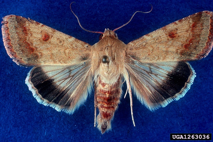 Adulte d’<i>Heliothis armigera</i> -  Source : W. Billen,  Pflanzenbeschaustelle, Weil am Rhein, www.forestryimages.org 