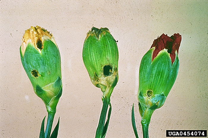 Boutons floraux d’oeillet présentant des trous creusés par <i>H. armigera </i> -  Source : Central Science Laboratory, Harpenden Archive, British Crown, www.forestryimages.org