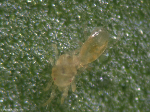 <i><b>Amblyseius californicus</b></i> en train de consommer l'acarien ravageur <i>Tetranycus urticae</i>.