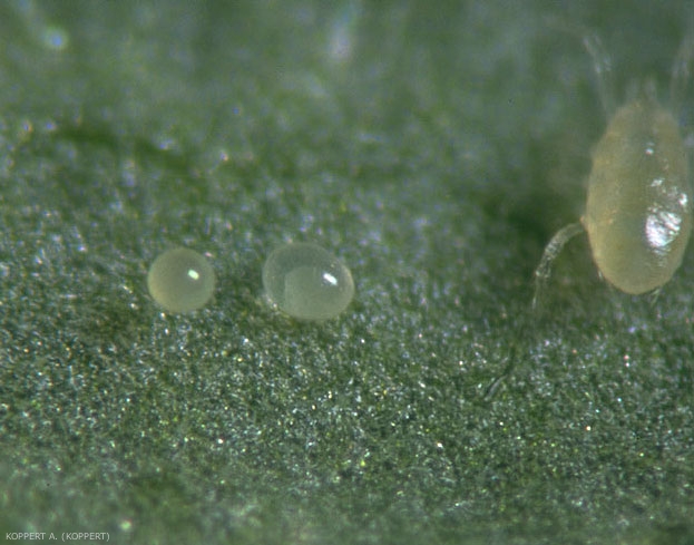 Oeufs d'<i><b>Amblyseius californicus</b></i>.
