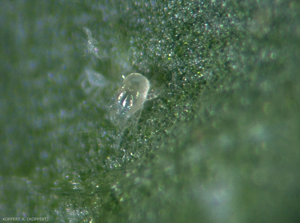 Larve d'<i><b>Amblyseius californicus</b></i>.