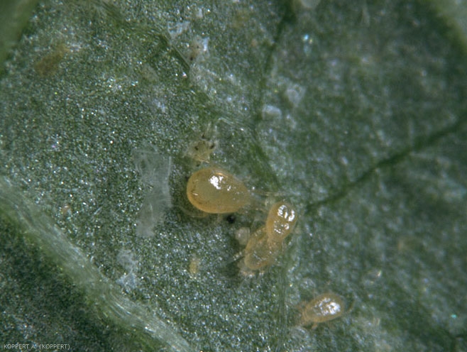 <i><b>Amblyseius californicus</b></i> en présence de l'acarien ravageur <i>Tetranycus urticae</i>.