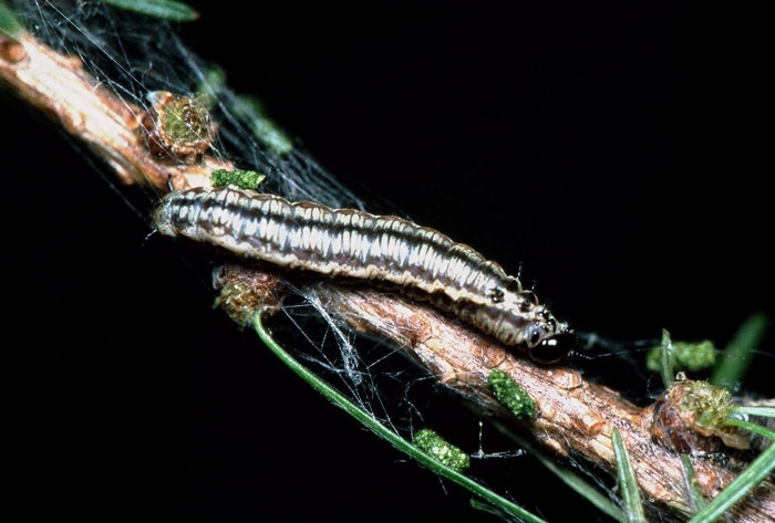 Larve de <i>Cephalcia lariciphila</i>, toile tissée et dégâts  provoqués sur Larix decidua • Source : P. Kapitola, State  Phytosanitary Administration, www.bugwood.org 