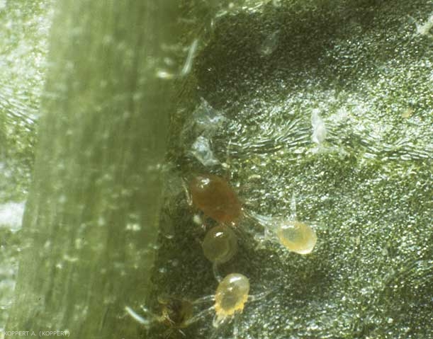Les différents stades de P. persimilis