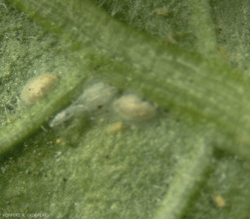 Pupes de Feltiella acarisuga