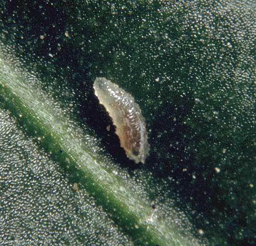 Larve de Feltiella acarisuga