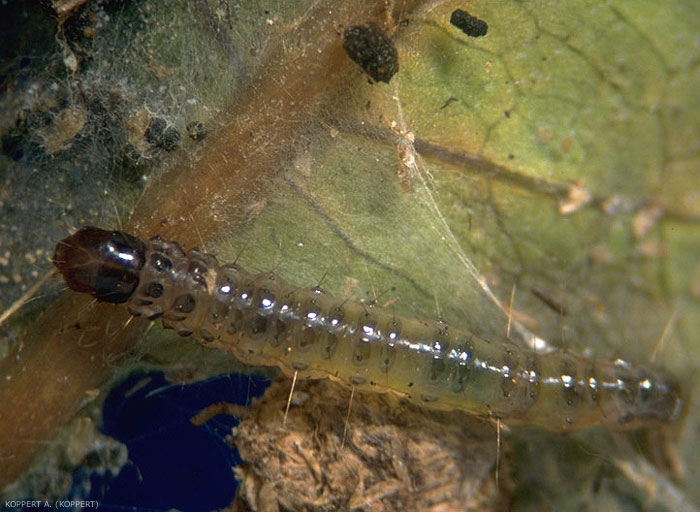 Chenille de <i>Duponchelia fovealis</i>.