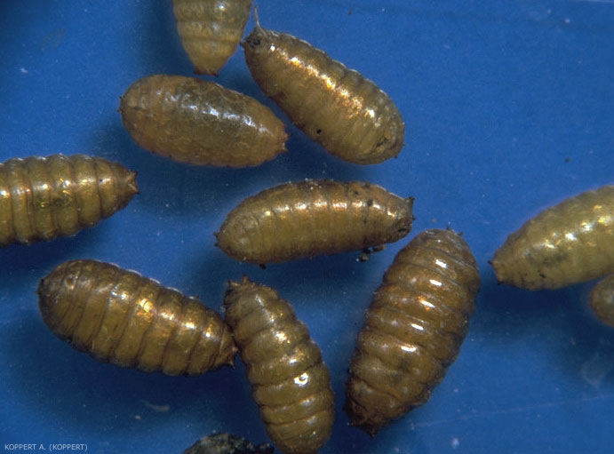 Pupes de <i>Liriomyza bryoniae</i>, mises en places à l'extérieur des mines foliaires.