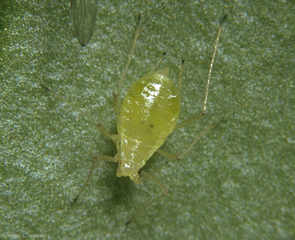 <i>Aulacorthum solani</i> adulte (aptère)
