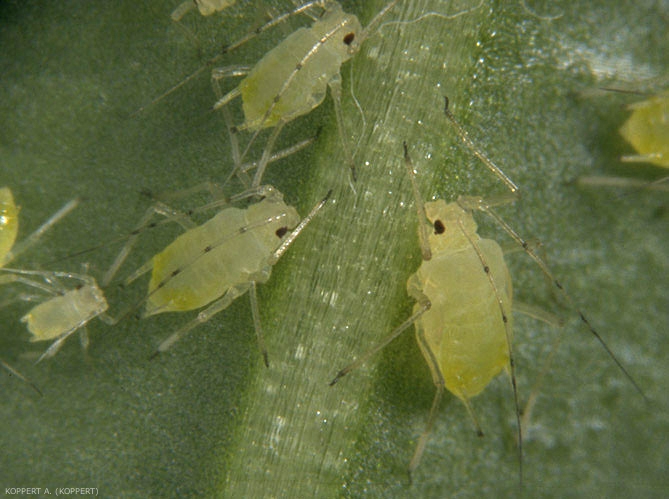 Différents stades aptères d'<i>Aulacorthum solani</i>.